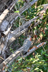 Female Red-bellied Woodpecker 11-6-24