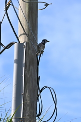 Blue Jay on Telephone Pole 10-27-24