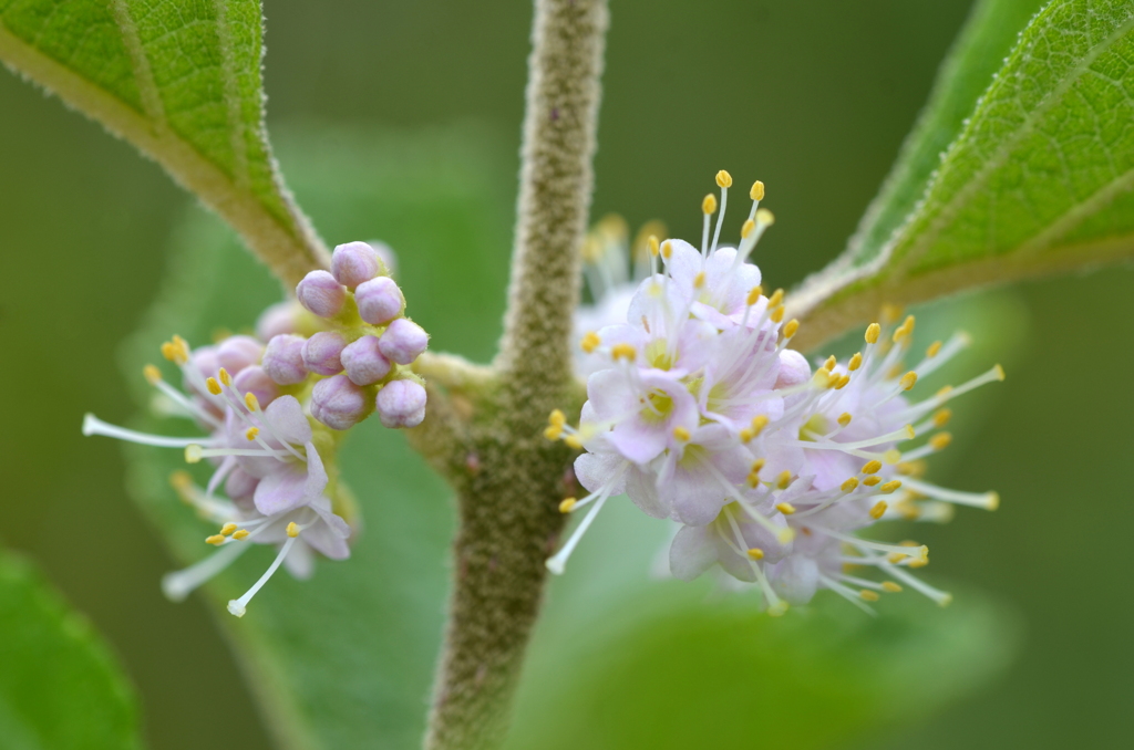 My Beautyberry 7-27-23