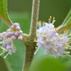 My Beautyberry 7-27-23