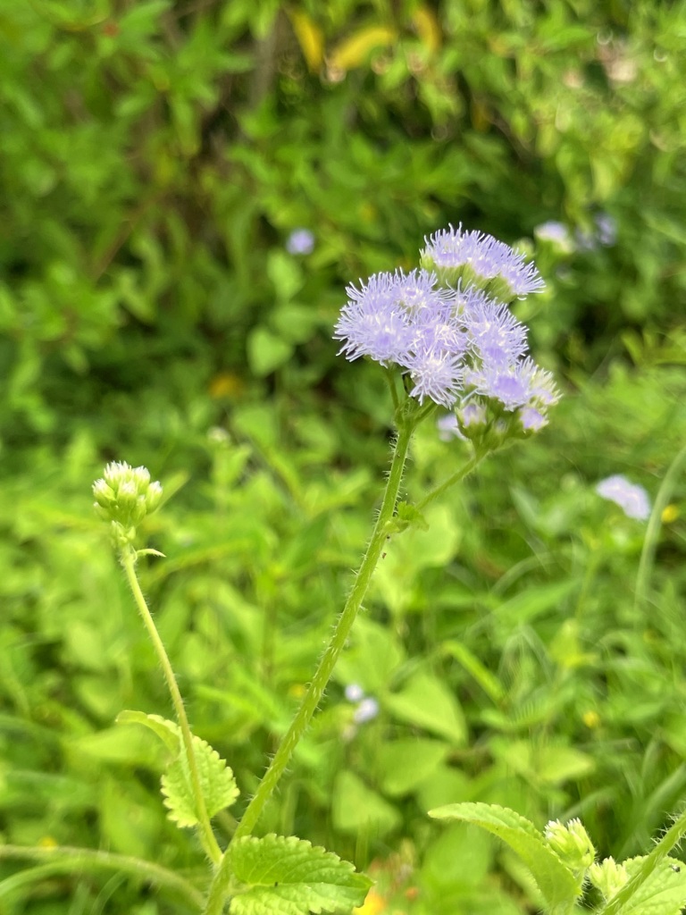 BLUE MISTFLOWER or TROPICAL WHITEWEED II