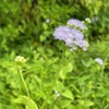 BLUE MISTFLOWER or TROPICAL WHITEWEED II