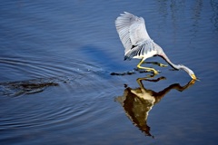 水の上歩いてるよ　11-18-25