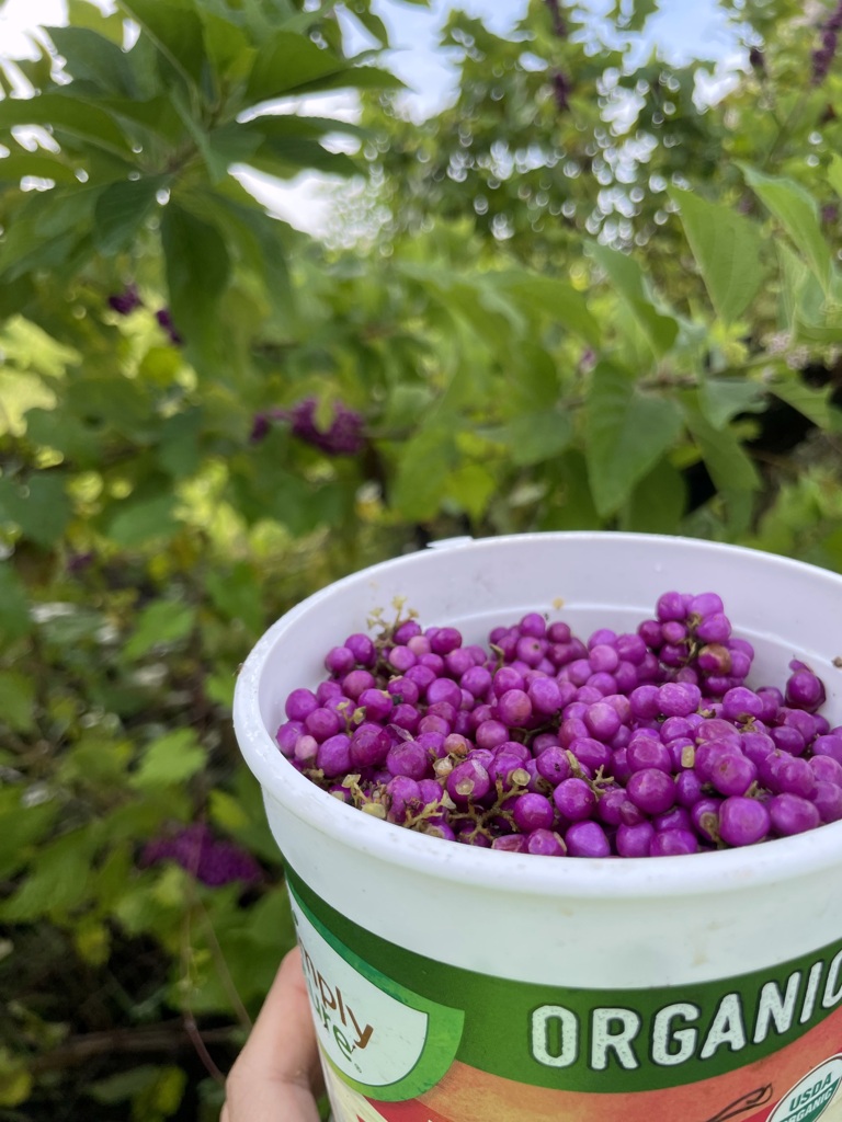 Beautyberry Picking 3 9-5-24