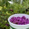 Beautyberry Picking 3 9-5-24