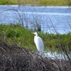 Great Egret No2-I 1-2-23