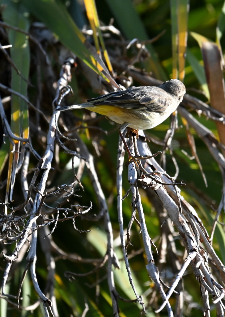 こっち向いてよ　11-18-25