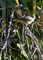 こっち向いてよ　11-18-25