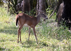 Yearling  10-15-25
