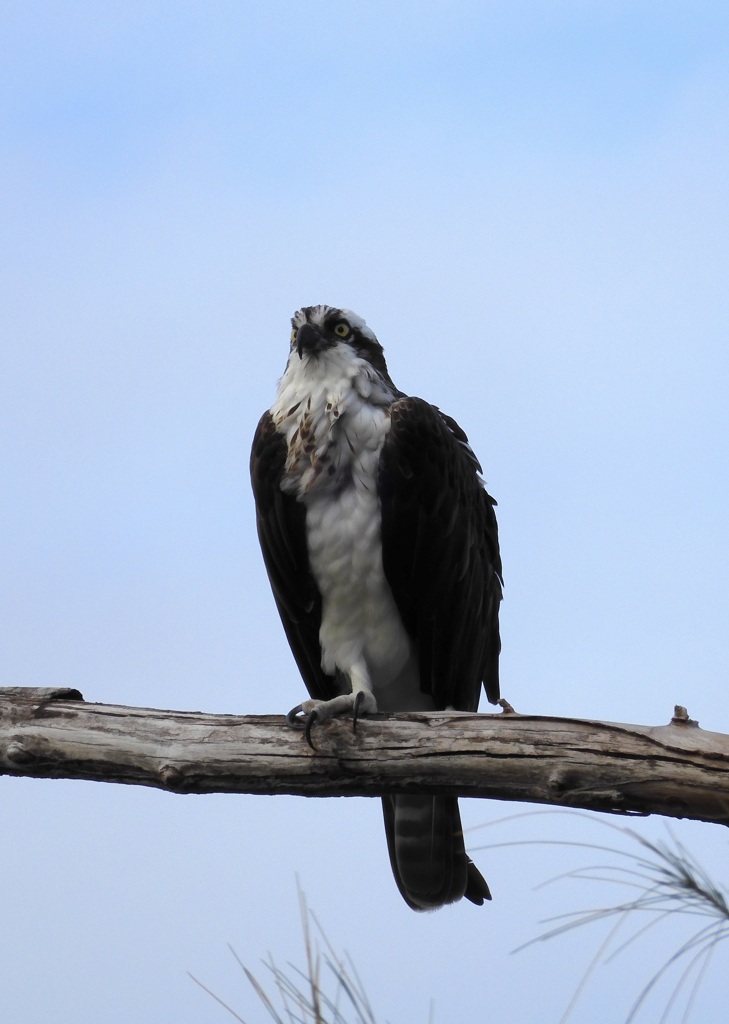 Female Osprey I 10-8-23