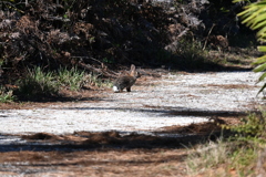 Eastern Cottontail 1-29-26