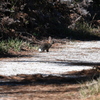 Eastern Cottontail 1-29-26