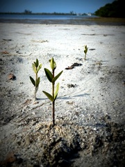 ナウシカなマングローブ　1-18-26