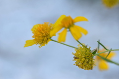 Coastalplain Honeycombhead VI 1-4-23