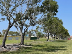 Koza-Saldino Park Nesting Site V 4-27-23