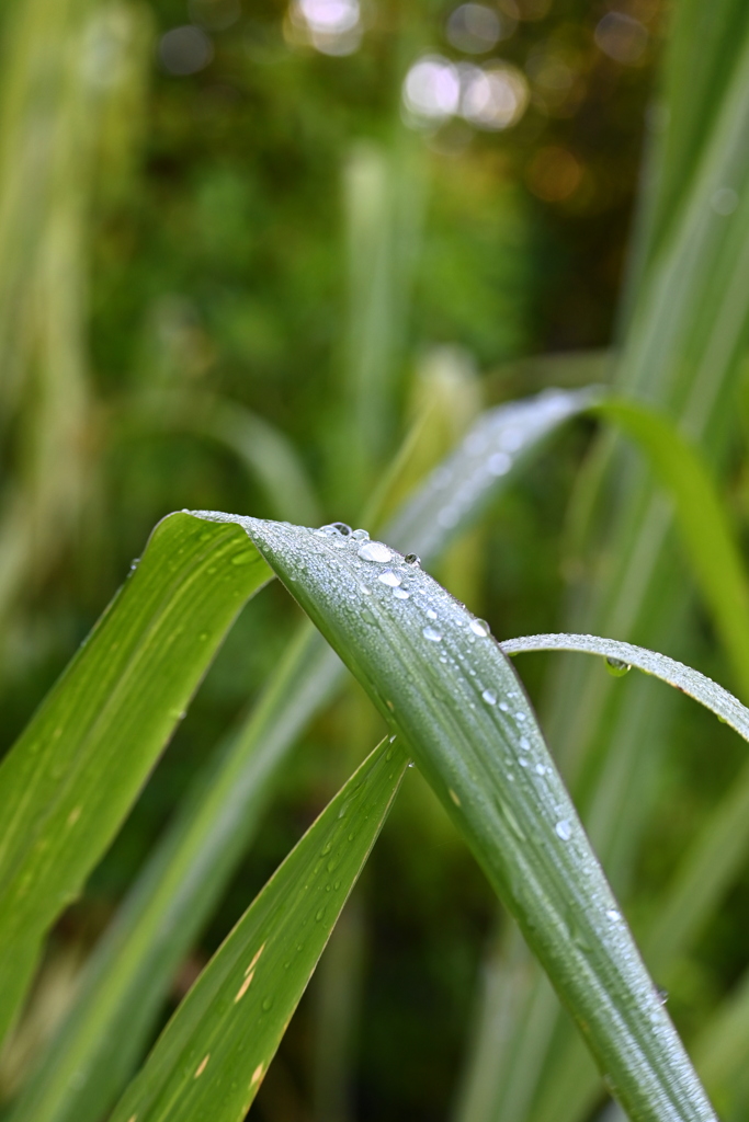 Rain I 8-20-25