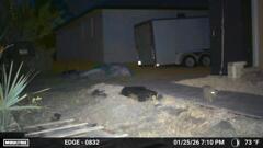 歩くうさぎ　1-25-26