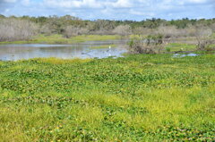 Invasive Water Hyacinth