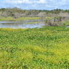 Invasive Water Hyacinth