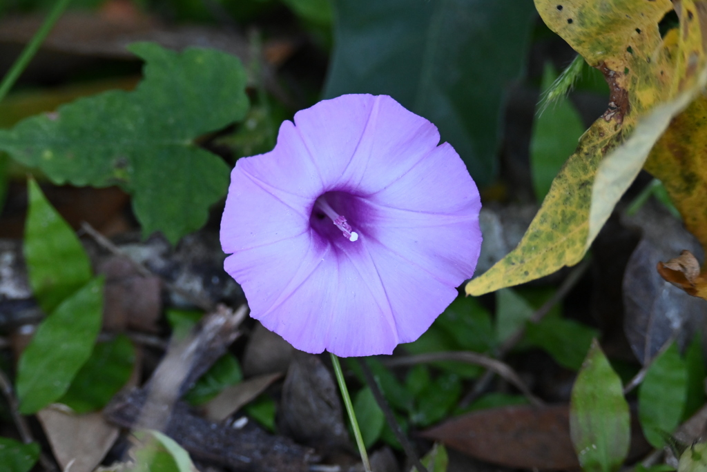 Tievine_Purple I 10-15-25