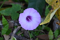 Tievine_Purple I 10-15-25