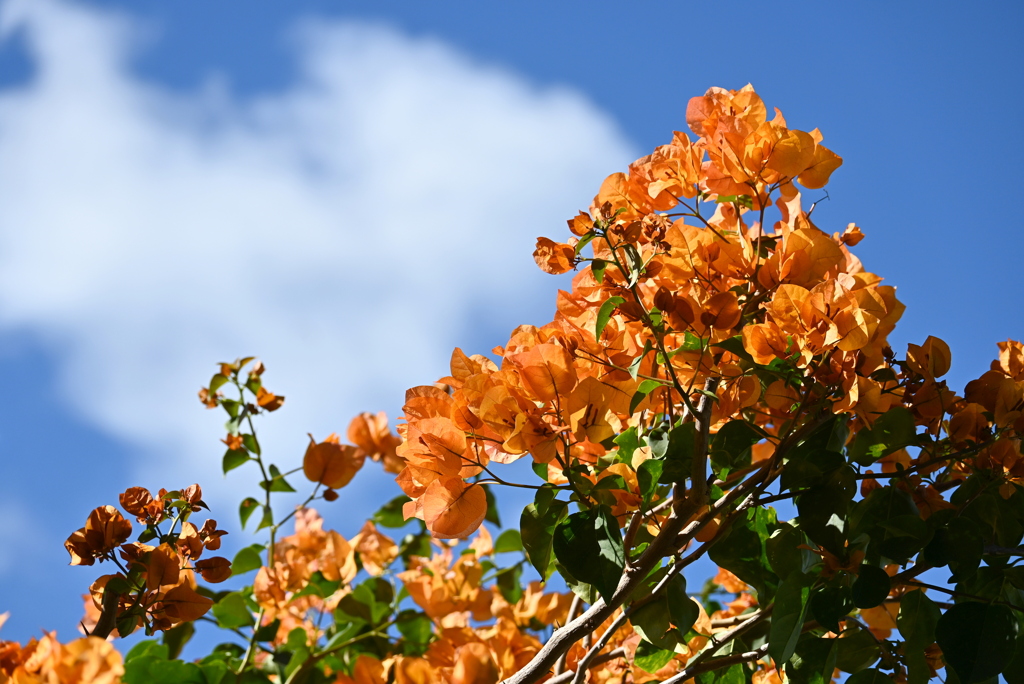 Orange Wave 12-16-25