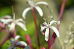 Fireworks Plant IV 3-22-25