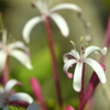 Fireworks Plant IV 3-22-25