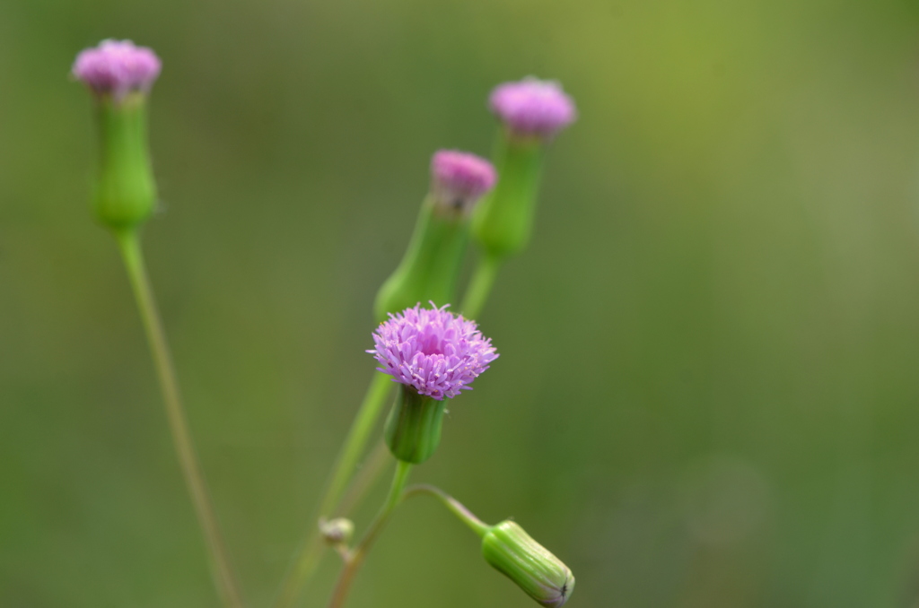 Lilac Tasselflower II 3-5-24