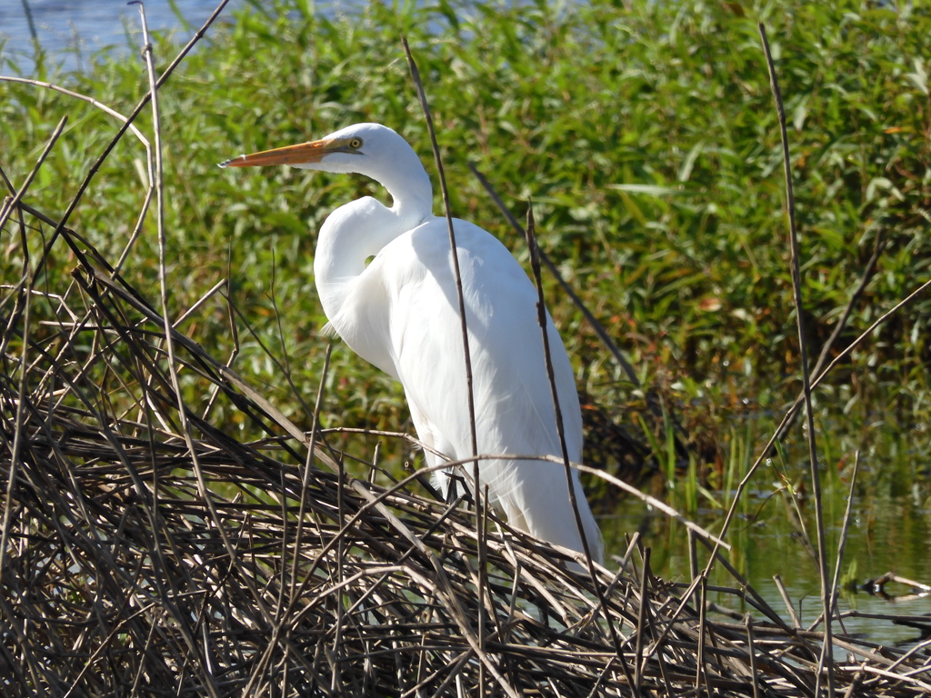 Great Egret No2-II 1-2-23