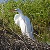 Great Egret No2-II 1-2-23