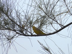Yellow Warbler I 9-24-23