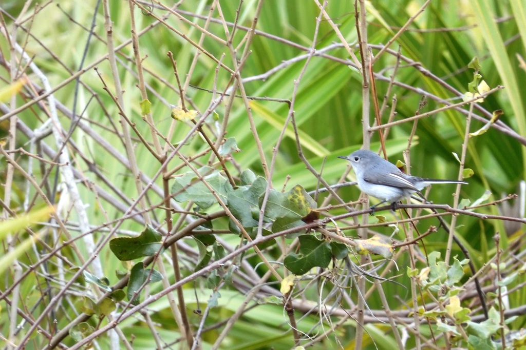 Blue-gray Gnatcatcher 2-4-24
