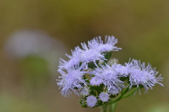 Tropical Whiteweed? 2-2-25