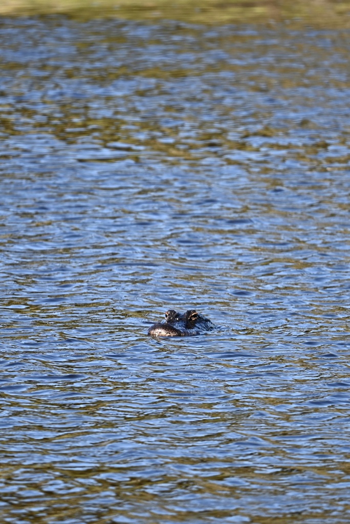 ぷかぷか　10-15-25