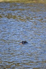 ぷかぷか　10-15-25