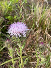 Purple Thistle II 3-6-24