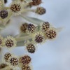 Silver Buttonwood I 5-8-23