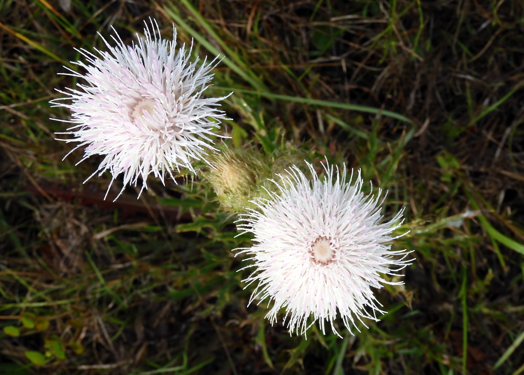 Cirsium horridulum No3 3-29-23