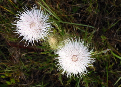 Cirsium horridulum No3 3-29-23