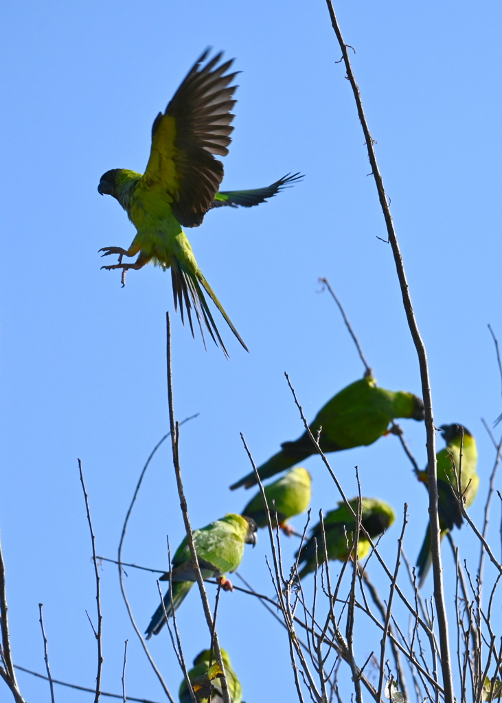 One Flew Over 11-18-25