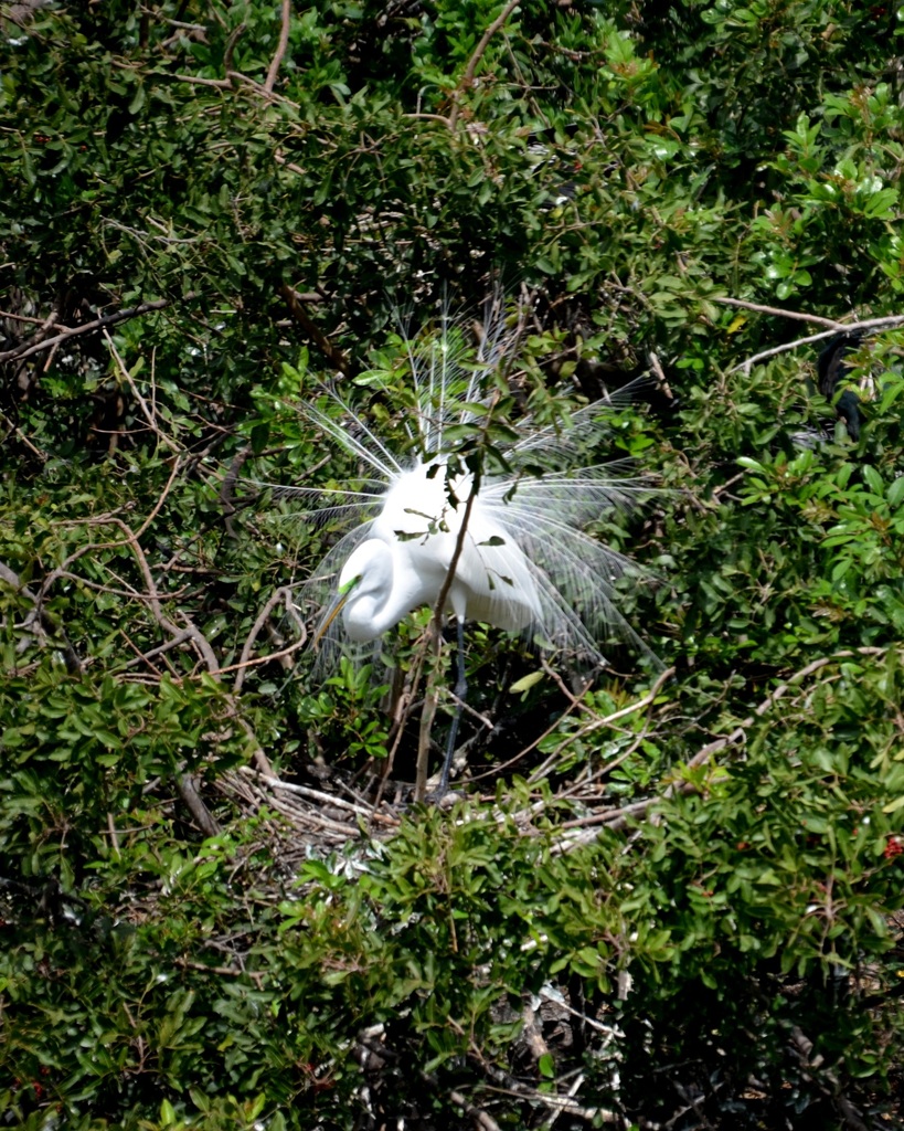 Great Egret Showing Off III 3-5-24