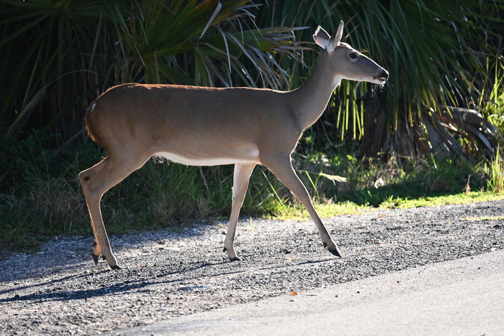 Florida White-tailed Deer   10-15-25