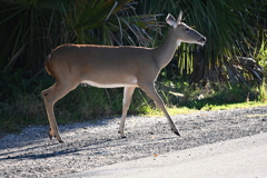 Florida White-tailed Deer   10-15-25