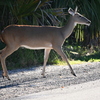 Florida White-tailed Deer   10-15-25