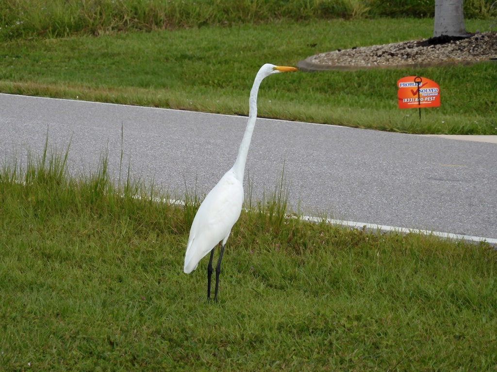 Great Egret V 10-1-23