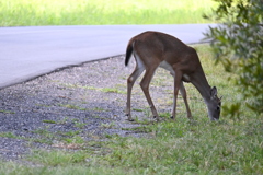 路のそばで  10-15-25