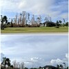 Broadleaved Paperbark Trees 10-11 & 18