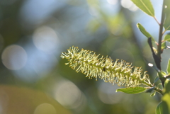 Coastal Plain Willow IV 2-4-25