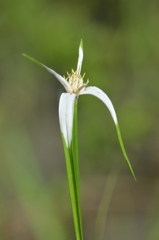 Rhynchospora colorata 7-9-25